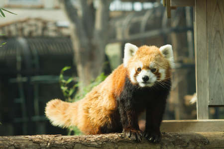 lesser panda in the zoo outdoor landscape.の写真素材
