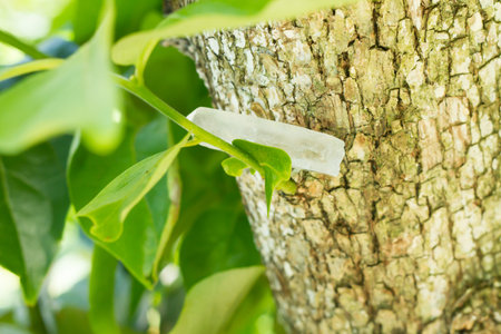Healing crystal stone and green.の写真素材