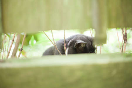 cat in a outdoor parkの写真素材
