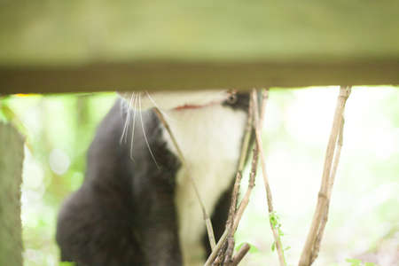 cat in a outdoor parkの写真素材