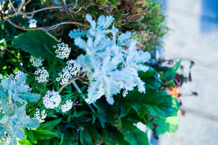 mix flower plant in parkの写真素材