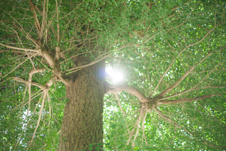 forest in tree and leaf outdoor landscape .