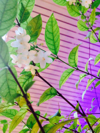 Wrightia religiosa Benth is white little flower.の素材