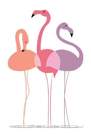 Three varicoloured flamingos stand in water on a white backgroundのイラスト素材