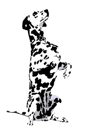 Dalmatian with the spotted wool on a white backgroundのイラスト素材