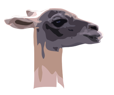 head of camel guanaco at white backgroundのイラスト素材