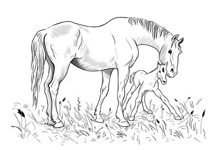 A mare helps a foal to get up on feetのイラスト素材