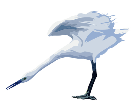 small white heron spreads its wingsのイラスト素材