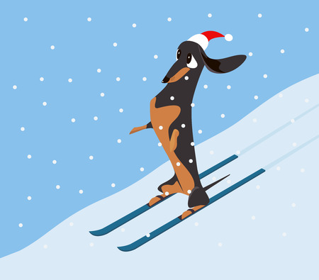 Dachshund in a red hat comes down the hillside on skisのイラスト素材
