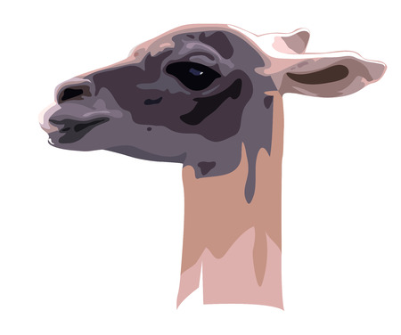 Portrait of a Guanaco camel on a white backgroundのイラスト素材