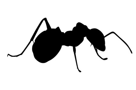 Silhouette of ant on white backgroundのイラスト素材