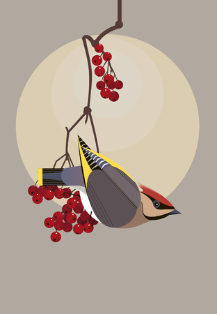Beautiful waxwing sits on a branch of viburnum and carefully looks aroundのイラスト素材