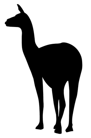 Silhouette of a graceful camel guanaco on a white backgroundのイラスト素材