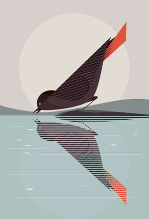 Black redstart with a bright red tail drinks water from the lake, reflected in the mirror water, stylizationのイラスト素材