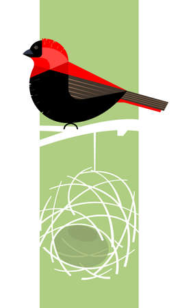 Red bishop dresses up in bright plumage during the mating season, builds a nest and invites a female, stylized imageのイラスト素材