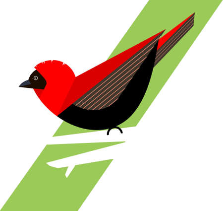Red bishop dresses up in bright plumage during the mating season, stylized image, vectorのイラスト素材