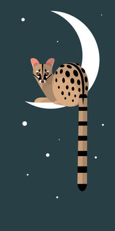 Geneta is nocturnal, she likes to hunt on moonlit nights. During the day, she sleeps, covered with a lush tail. Stylized image.のイラスト素材
