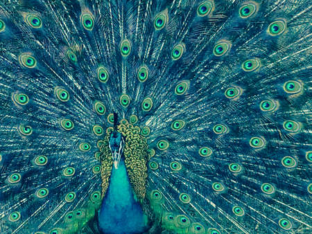 A beautiful peacock in blue toneの素材
