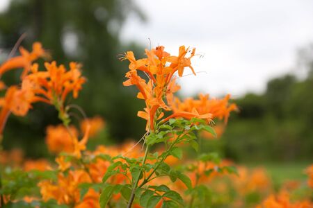 Flowers in Suan Luang for Location in the public park of Bangkok ,の写真素材