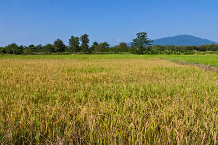 paddy fields in the evening at Uttaradit province of Thailand の写真素材