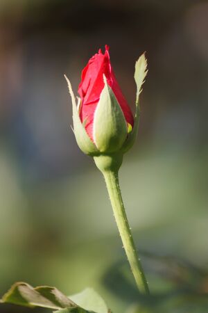 Red roses are blooming in the garden next to the house in the morning の写真素材