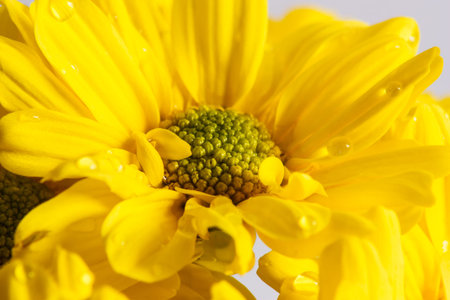 The beautiful yellow flowers five の写真素材