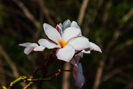 Flowers in the park Pho shortcut canal  Samutprakarn の写真素材