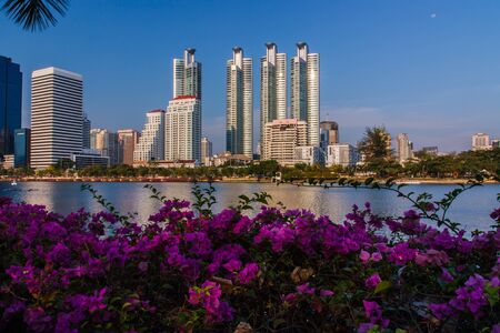 Flowers in the garden city of Bangkok lungs Thailandの写真素材