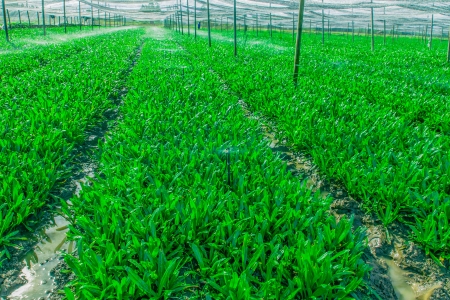Green vegetable plot are translucent black canvas covered の写真素材