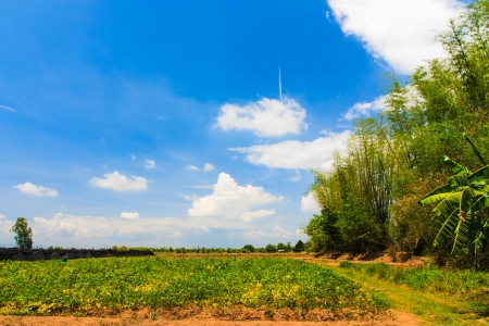 Sky and clouds, summer landscape, planting green plants の写真素材