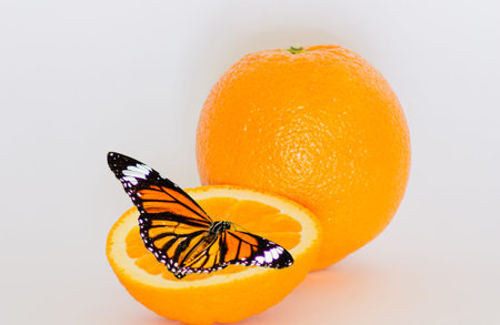 Idea, butterfly eating a oranges.の写真素材