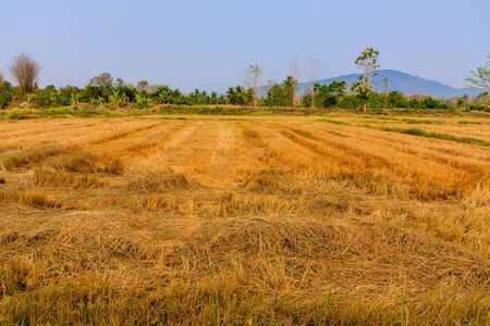 Fields, rice straw, trees, mountains, sky Rural Thailand の写真素材