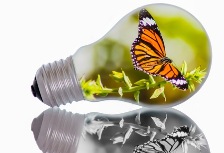 Idea, butterfly in light bulb の写真素材