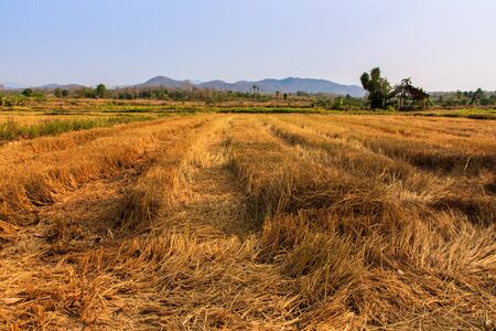 Fields, rice straw, trees, mountains, sky Rural Thailand の写真素材