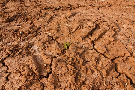 Green seedlings growing out of the cracks of ground の写真素材