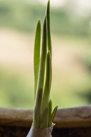 Garlic growning in pots from seed germination の写真素材