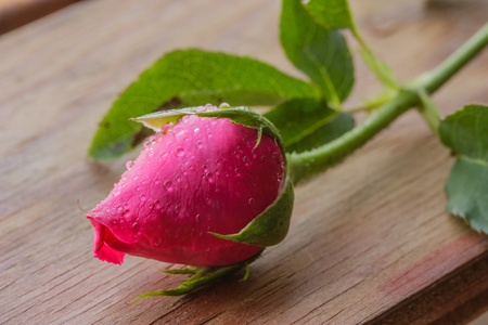 Pink rose with drops of water on the wooden background の写真素材