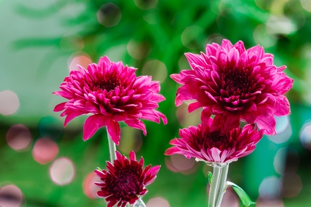 Beautiful flowers in full bloom light の写真素材