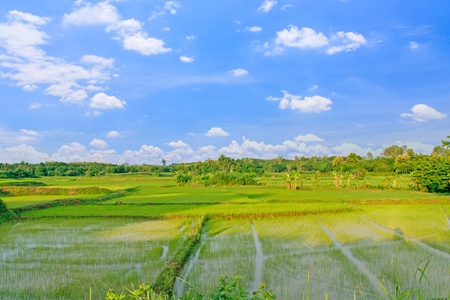 Rice fields with a blue sky background の写真素材