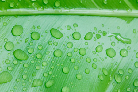 Background of green leaves with drops of rain 