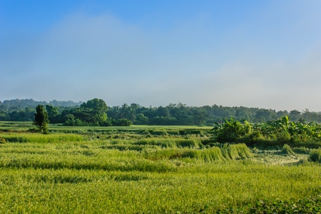 Condition Landscape rice fields growing storm that was.の写真素材