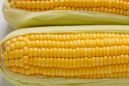 Baby corn, two hatch with a white background.