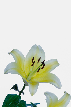 White lily with yellow petals inside  Isolated on white background の写真素材