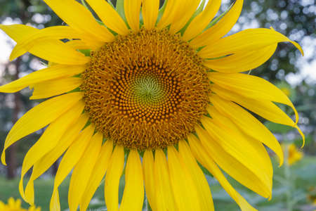 Sunflower on natural background blur bokeh の写真素材