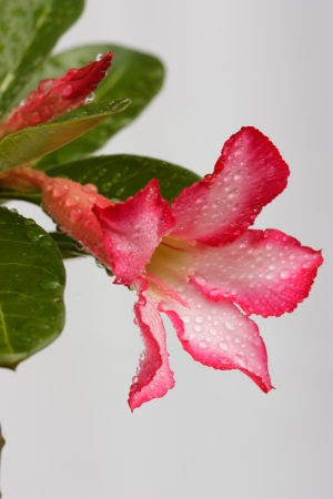 Pink azalea blossom with white background.の写真素材