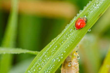 Ladybug on grass with dew drops in the winter.