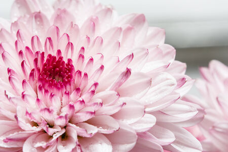 Light pink chrysanthemum beautiful shine.の写真素材