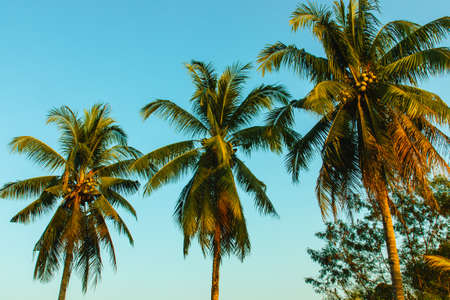 Three coconut trees against the evening sky.の写真素材