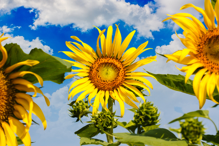Sunflower with insects with a sky background.の写真素材