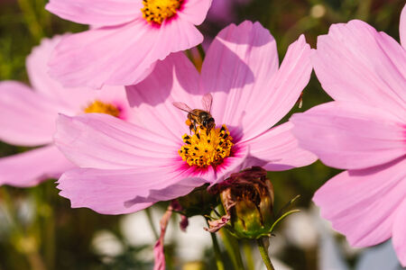 Bee on a pink flower  pollen in the garden.の写真素材